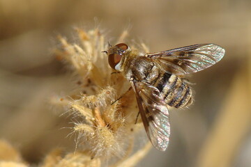 Bee-fly (Thyridanthrax elegans)