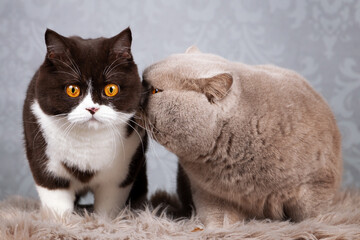 Luxus Katze BKH vom Züchter edel und imposant - kräftig und typvoll 