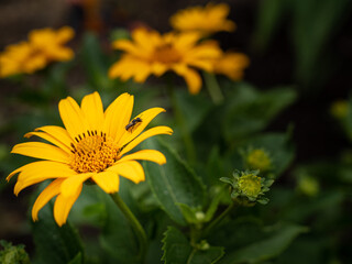 yellow flower in the garden