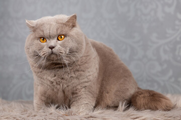 Luxus Katze BKH vom Züchter edel und imposant - kräftig und typvoll 