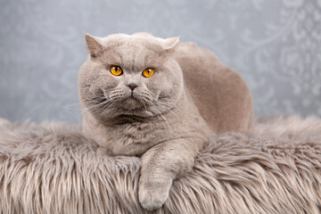 Luxus Katze BKH vom Züchter edel und imposant - kräftig und typvoll 