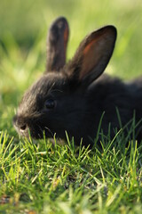 rabbit in the grass
