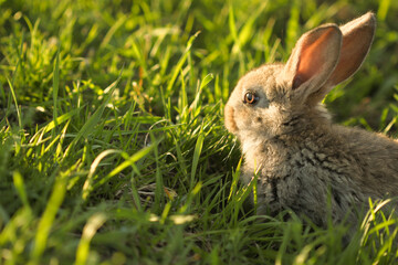rabbit in grass
