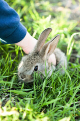 rabbit in the hand