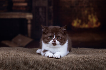Rassekatze Britisch Kurzhaar im Studio im Winter - niedlich 