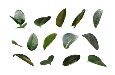 Vector green leaf set isolated on white background. Floral collection, design element in low poly style.