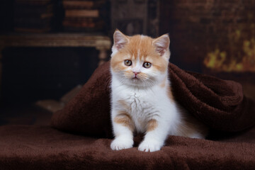 Niedliche Kitten Katzenbabys beim spielen und kuscheln - süß