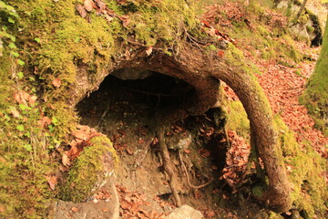 tree root in the woods