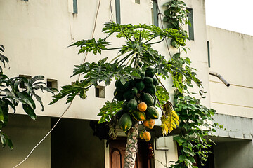 Fototapeta na wymiar Picture of nature fresh organic papaya fruits on tree.