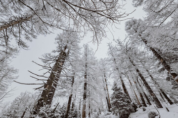 Neblige Winterlandschaft im Nationalpark Harz am Brocken