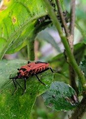 Ladybug on a leaf