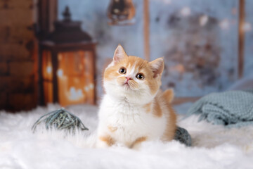 Niedliche Kitten Katzenbabys beim spielen und kuscheln - süß