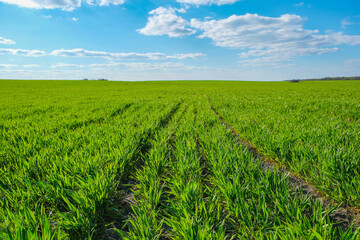 Spring field with green wheat. Young sprouts of wheat. Agriculture concept. Copy space.
