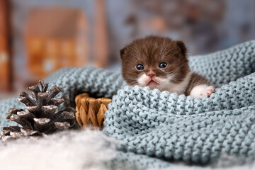 Niedliche Kitten Katzenbabys beim spielen und kuscheln - süß