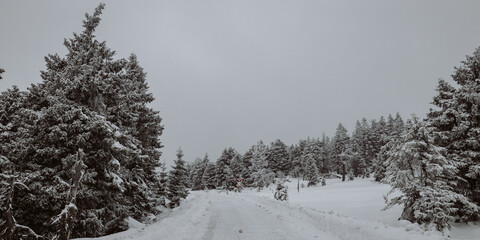 Neblige Winterlandschaft im Nationalpark Harz am Brocken
