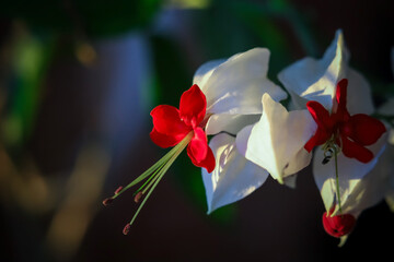 Clerodendrum; Ajugoideae; Lamiaceae; Clerodendrum thomsoniae. Clerodendrum. Flowers on a blurry background. Macro photography. Close-up.