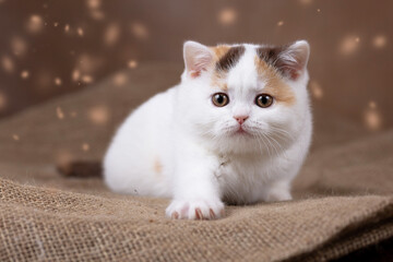 Niedliche Kitten Katzenbabys beim spielen und kuscheln - süß