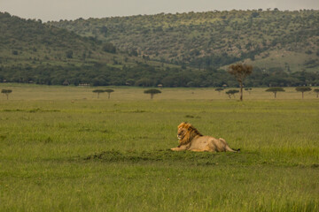 The most beautiful lion of the Masai Mara