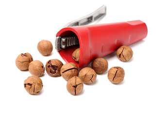 shagbark hickory nuts on white background