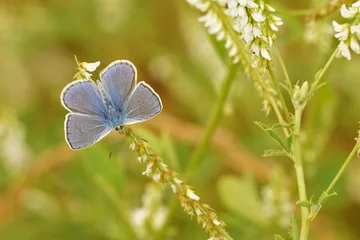 Fototapete Schlafzimmer A male Common Blue, Polyommates icarus with open wings  © Henk Wallays/Wirestock