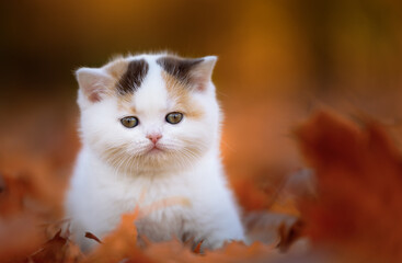 Niedliche Katzenbabys Kitten im Herbst zwischen Blättern