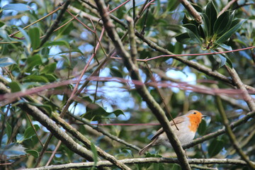 robin in the tree