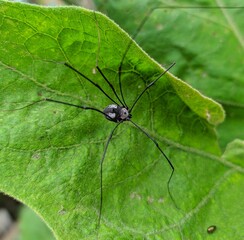 Black spider on leaf