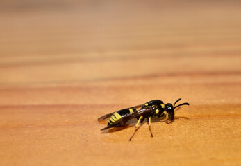 A Field Digger Wasp (Mellinus arvensis) landed on a pine board