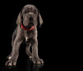 Fototapeta na wymiar Purebred Great Dane pupply on a dark background with copy space to the right