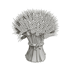 Sheaf of wheat engraving, black and white vector illustration.