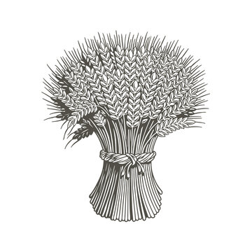 Sheaf Of Wheat Engraving, Black And White Vector Illustration.