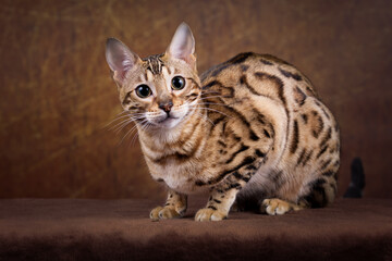 Edel und imposant Bengalkatzen Katze Kitten Bengalen