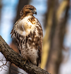 red tailed hawk