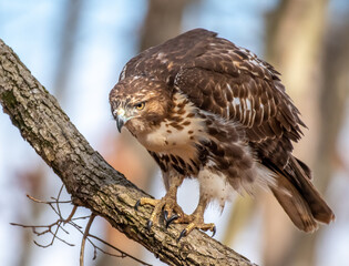 red tailed hawk