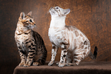 Obraz premium Edel und imposant Bengalkatzen Katze Kitten Bengalen