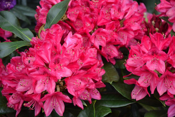 Fototapeta premium Rhododendron flowers. Rhododendron catawbiense grandiflorum. Wilgens ruby and roseum elegans blossom. Beautiful fresh flowers. Garden, park or wild nature plant.