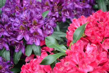 Rhododendron flowers. Rhododendron catawbiense grandiflorum. Wilgens ruby and roseum elegans blossom. Beautiful fresh flowers. Garden, park or wild nature plant.