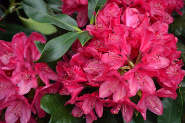 Rhododendron flowers. Rhododendron catawbiense grandiflorum. Wilgens ruby and roseum elegans blossom. Beautiful fresh flowers. Garden, park or wild nature plant.