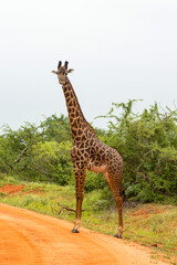 Solitary giraffe crossing the track in the savannah