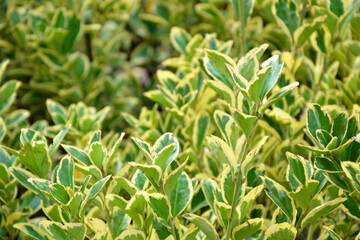 Euonymus aureomarginata foliage. Yellow and green leaves. Fresh foliage. Garden, park or wild nature plant. Beautiful summer nature.