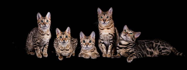 Edel und imposant Bengalkatzen Katze Kitten Bengalen