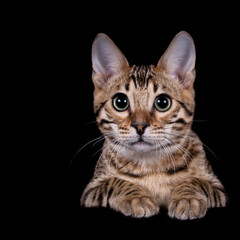 Edel und imposant Bengalkatzen Katze Kitten Bengalen