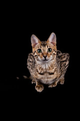 Edel und imposant Bengalkatzen Katze Kitten Bengalen