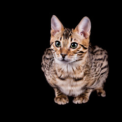 Fototapeta na wymiar Edel und imposant Bengalkatzen Katze Kitten Bengalen