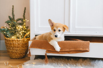 Purebred corgi dog sit in the Christmas decor.