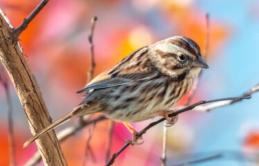 sparrow on branch