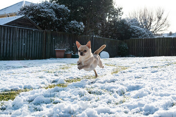 Short-haired Cream Color Chihuahua Is Running In The Snow