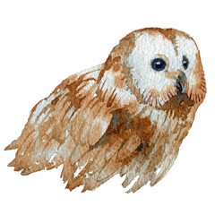 Hand drawn watercolor portrait of owl. Stock illustration of forest bird isolated on white background.