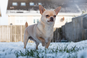 Short-haired Cream Color Chihuahua Standing In The Snow