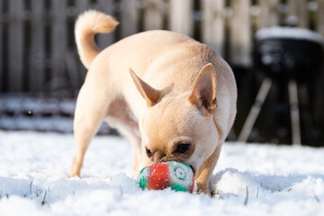 Short-haired Cream Color Chihuahua Playing With His Toy In The Snow